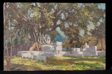 Kawardha Well and Banyan Tree